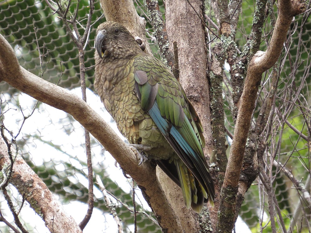 Kea